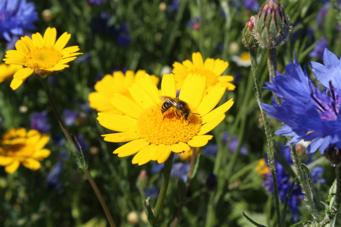 Wild Flower project set to bloom again in Exeter The Exeter Daily